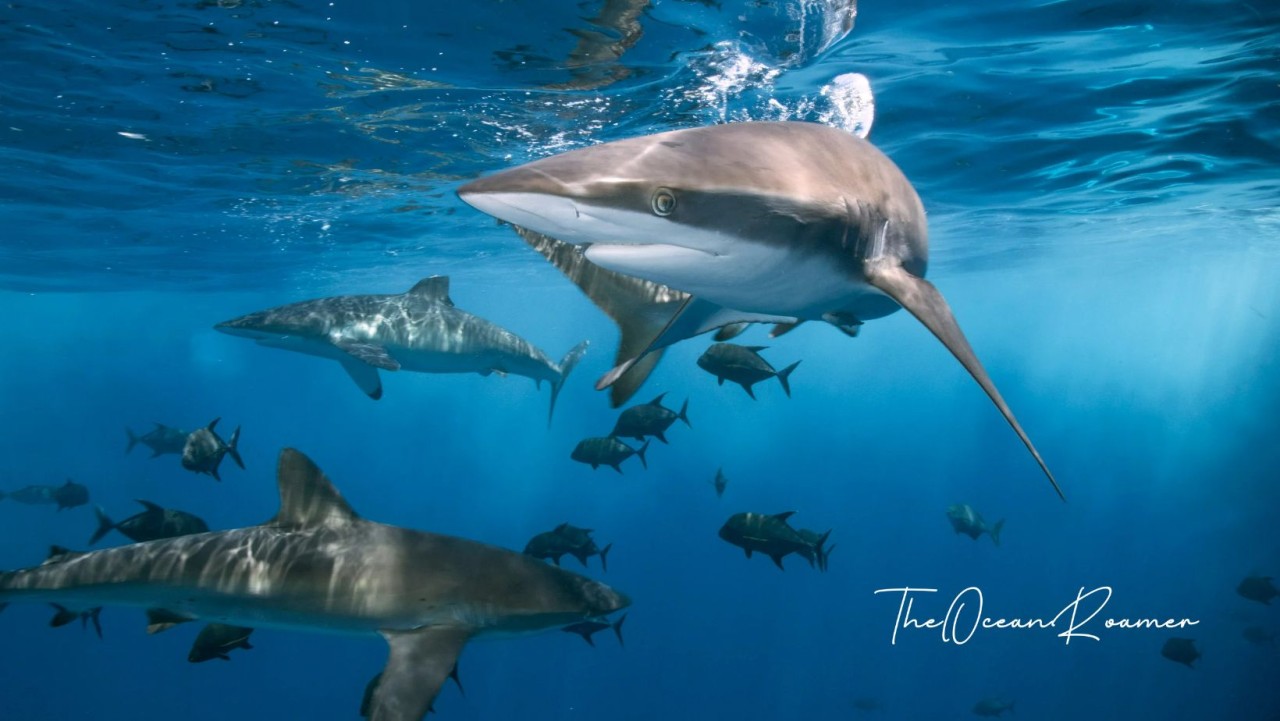 Grey Reef Sharks Red Sea